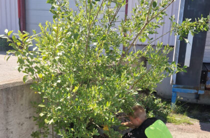 Varastointipalvelut piha-alueiden kunnossapito Hacklin Hamiko