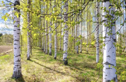 Hacklin Hamiko helatorstai office closed